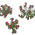 Vibrant Potted Flower Plants With Red Purple Blooms And Green Leaves On White