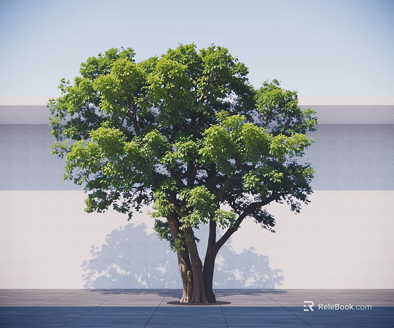 Arbor with Thick Multiple Trunks and Lush Green Foliage Against Light Wall and Ground 3d model 
