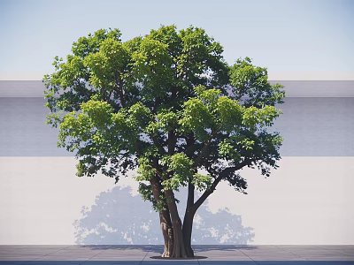 Arbor with Thick Multiple Trunks and Lush Green Foliage Against Light Wall and Ground 3d model