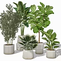 Bonsai Potted Plants With Various Green Species In Ceramic Pots For Indoor Decor