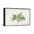 Framed Botanical Palm Tree Print With Green Leaves On Brown Background