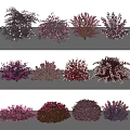 Colorful Garden Bushes Collection with Purple Pink and Dark Red Foliage