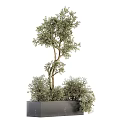 Ornamental Shrub With Curved Branches And Green Foliage In Black Square Pot