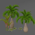 Two Palm Trees With Red Green Striped Trunks In Woven Pots And Small Green Plants