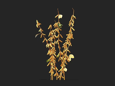 Golden Crop Plants with Long Bean Pods and Green Leaves on Stems against Black Background 3d model