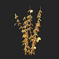 Golden Crop Plants with Long Bean Pods and Green Leaves on Stems against Black Background
