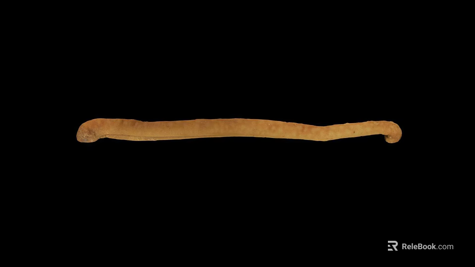 Brown Long Segmented Worm Crawling On Black Background In Close Up View 3d model 