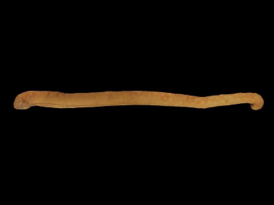 Brown Long Segmented Worm Crawling On Black Background In Close Up View 3d model