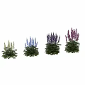 Colorful Delphinium Flowers Garden Decor With Purple Pink White Blooms And Green Foliage