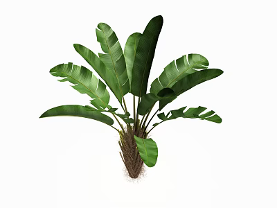 Tropical Green Plant Vase Arrangement With Large Leaves And Brown Stems 3d model