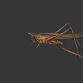 Brown Grasshopper With Long Legs Thin Antennae And Brown Wings On Black Surface With Reflection