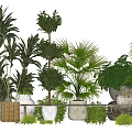 Various Bonsai Potted Plants with Stylish Planters for Indoor Home Decor