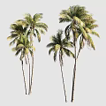 Tall Tropical Palm Trees With Lush Green Fronds And Slender Trunks