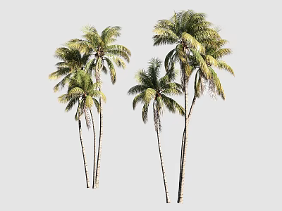 Tall Tropical Palm Trees With Lush Green Fronds And Slender Trunks 3d model