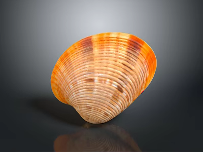 Orange and Brown Striped Clam Shell on Black Background with Reflection 3d model