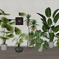 Tropical Green Potted Plants With Large Leaves In Different Ceramic Pots For Indoor Decor