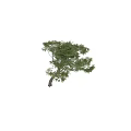 Ornamental Decor Combination With Tall Tree Lush Green Leaves And Silhouette Figure