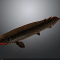 Long Body Brown And Red Spotted Fish With Red Fins On Gray Background
