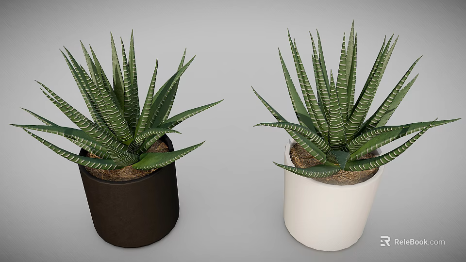 Green Striped Leaf Succulent Plants in Black and White Ceramic Pots for Indoor Home Decor 3d model 