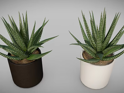 Green Striped Leaf Succulent Plants in Black and White Ceramic Pots for Indoor Home Decor 3d model