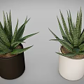 Green Striped Leaf Succulent Plants in Black and White Ceramic Pots for Indoor Home Decor