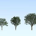 Modern Tree Beech Tree 3d model
