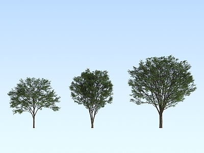 Modern Tree Beech Tree 3d model