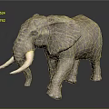Realistic Elephant Model With Large Ivory Tusks And Textured Skin Standing On Shiny Black Background