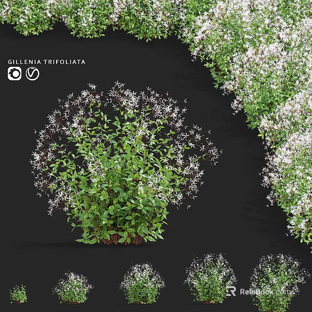 Gillenia Trifoliata Ornamental Garden Plant With Bushy Growth Green Leaves And White Flowers 3d model 