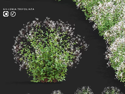 Gillenia Trifoliata Ornamental Garden Plant With Bushy Growth Green Leaves And White Flowers 3d model