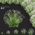 Gillenia Trifoliata Ornamental Garden Plant With Bushy Growth Green Leaves And White Flowers