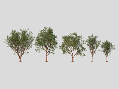 Different Sizes of Trees with Green Foliage and Brown Trunks Arranged in a Row 3d model
