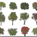 Diverse Arbor Species Display With Colorful Blooms Green Foliage And Unique Shapes
