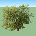 Tall Arbor Tree With Lush Green Foliage And Thick Trunk In Outdoor Area