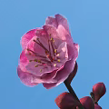 Pink Flower With Delicate Petals And Yellow Stamens And Red Buds Against Blue Sky