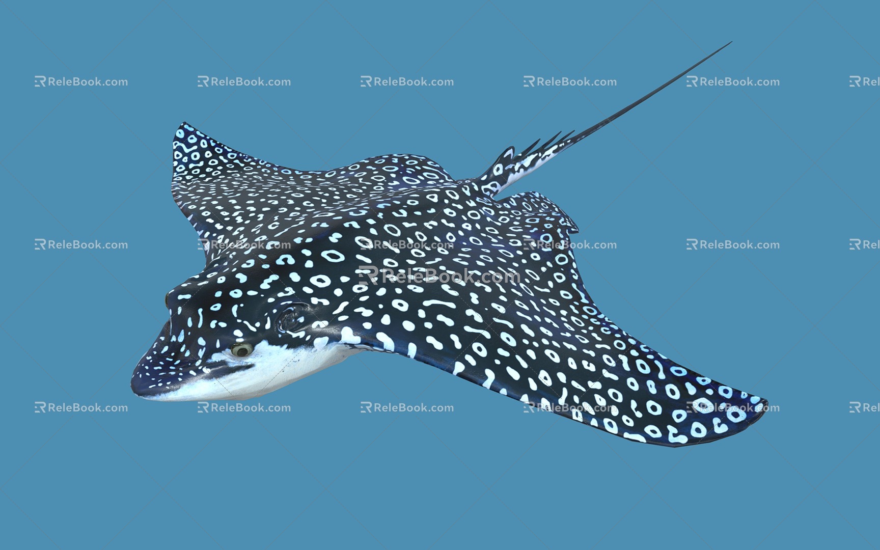 manta ray devil fish spotted eagle ray marine animal marine fish 3d model