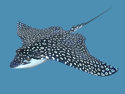 manta ray devil fish spotted eagle ray marine animal marine fish 3d model