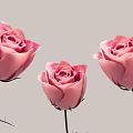 Three Beautiful Pink Roses With Fresh Green Stems And Vibrant Soft Petals