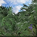 Lush Green Shrub With Glossy Leaves And Purple Flowers Under Blue Sky With Clouds