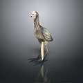 Grey Feathered Flying Animal with Long Legs Standing on Dark Surface with Reflection