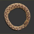 Coiled Brown Beige Spotted Snake In Ring Shape With Scaly Skin