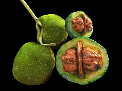 Natural Green Walnuts with Whole and Halved Displaying Inner Kernels as Daily Healthy Snacks 3d model