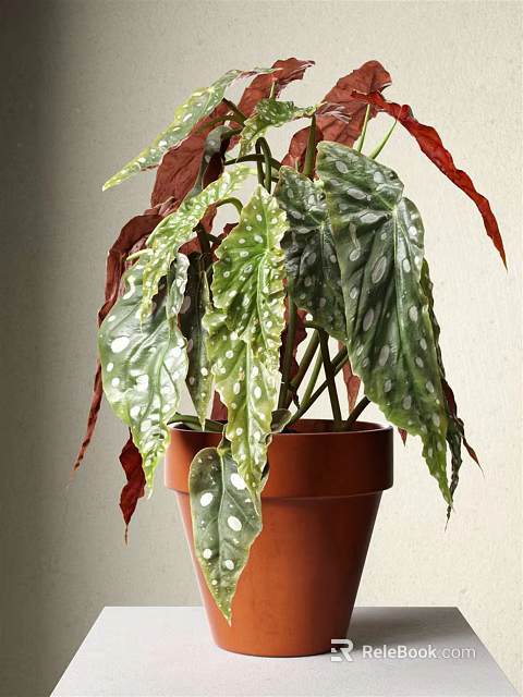 Bonsai Potted Plant With Green Red Leaves And White Spots In Brown Ceramic Pot 3d model 