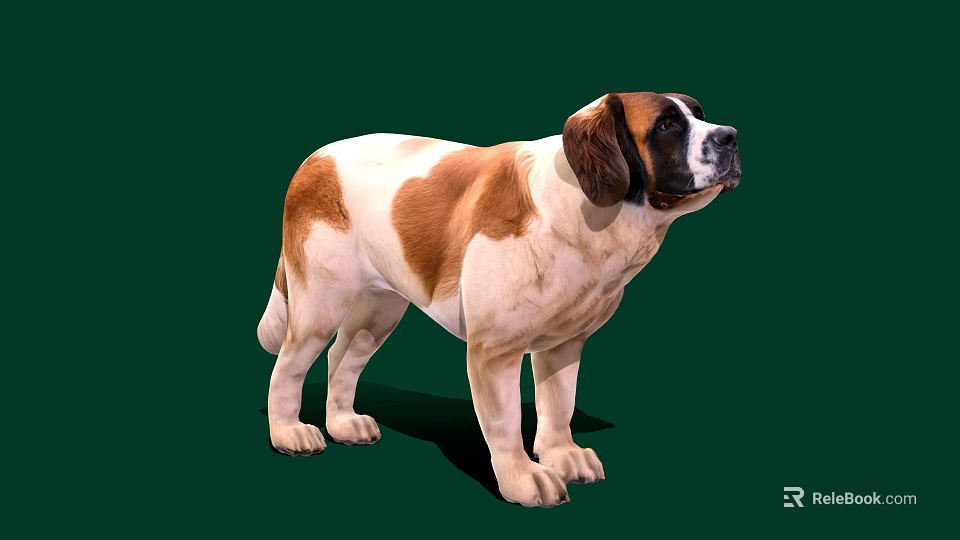 St. Bernard Dog With Brown And White Coat In Standing Pose On Green Background 3d model 