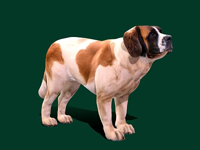 St. Bernard Dog With Brown And White Coat In Standing Pose On Green Background 3d model