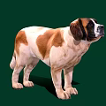 St. Bernard Dog With Brown And White Coat In Standing Pose On Green Background