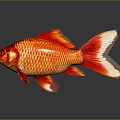 Modern Fish Goldfish Carp Red Carp 3d model