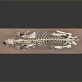 Detailed Animal Skeleton Model Display On Brown Base With Dark Background 3d model
