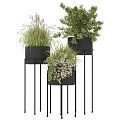 Bonsai Potted Plants With Various Green Foliage In Black Pots On Metal Stands