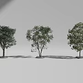 Various Tree Pits With Different Tree Species In Urban Landscape Design